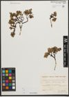 Foto von Salix waldsteiniana Willd.